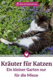 Krauter Fur Katzen Ein Kleiner Garten Nur Fur Die Mieze In 2020 Katzenminze Katzen Kleiner Garten