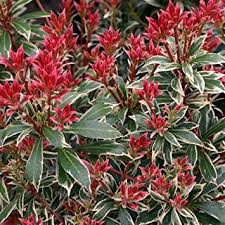 Image result for Pieris japonský obrázek