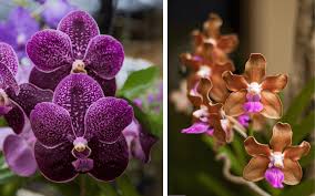 Image result for Vanda