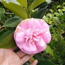Bunga ini berasal dari madagaskar kemudian penyebarannya sampai ke daerah tropis, bentuk dari khas dari bunga ini yaitu daunnya yang berbentuk telur. Bunga Camelia Pink Terbaru Agustus 2021 Harga Murah Kualitas Terjamin Blibli