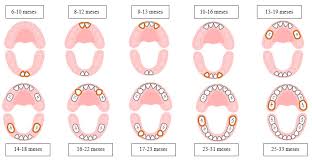 La Salud De Tu Hijo Depende De Esto Los Dientes De Los Ninos