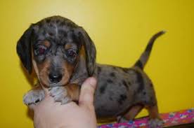 Find your new companion at nextdaypets.com. Mini Dachshund Pets And Animals For Sale Georgia