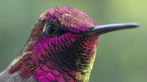 Maybe you would like to learn more about one of these? 15 Flowers That Hummingbirds Absolutely Love