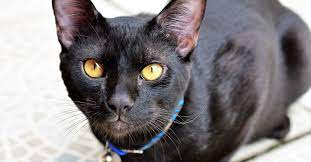 How Do Cats See Human Faces Petfinder