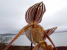 Image result for Saintpauliopsis