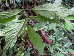 Image result for Bertiera