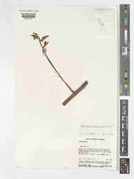 Image result for Crateva eminens