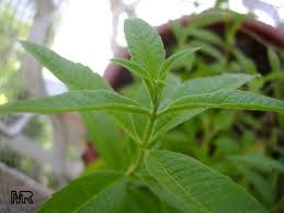 Growing lemon verbena, includes a detailed plant profile for this perennial herb, cold hardiness and tips on keeping lemon verbena alive. Tropical Plant Catalog Toptropicals Com