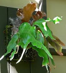 Image result for Platycerium