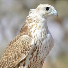 البرية انواع الصقور الصقر الحر وانواعه بالصور Golden Eagle Animals Bird