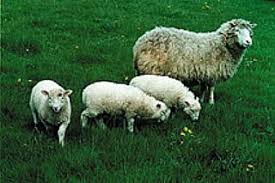 We did not find results for: Dolly Das Schaf Wissen De