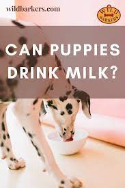 Can Puppies Drink Milk Drink Milk Can Dogs Eat Can Dogs Eat Watermelon