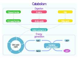 biochemical metabolic pathway map diagram glucose