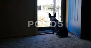 Those big dog ears also have more muscles than human ears: Little Black Dog With Big Ears Looks In Stock Video Pond5