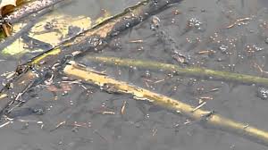 Check spelling or type a new query. é­šè™Žå¹¼è‹— é³¥æ¾æ¿•åœ° 2012 8 27 Youtube