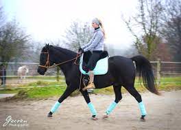 Denmark +45 28 40 38 39. Gebisslos Reiten Von Vorurteilen Und Gegenargumenten Alessa Neuner
