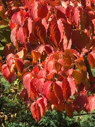 Image result for Cornus