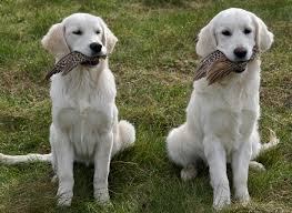 She could play fetch all day long if she had the chance. English Golden Retriever Breeders In Washington State
