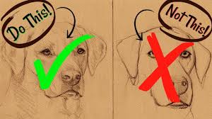 Follow each step carefully and do not skip a step. Sketching Animals How To Draw A Realistic Dog Paintingtube