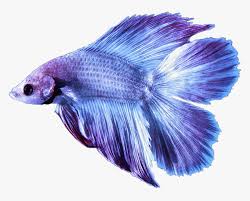 #betta #fishblr #twintail betta #double tail betta #betta fish #i'm so in love with how his blues and a new betta boy! Betta Bettafish Fish Bettasplendens Purple Lilac Male Double Tail Betta Hd Png Download Kindpng