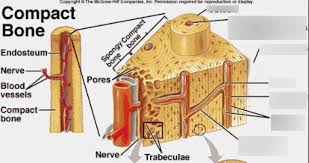 Some, mostly older, compact bone is remodelled to form these haversian systems (or osteons ). Compact Bone Diagram Part 2 Diagram Quizlet