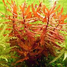 Image result for Nesaea