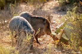 Some are entirely harmless, but others aren't. 24 Best Arizona Desert Animals Ideas Desert Animals Animals Arizona