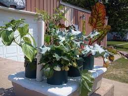 Check spelling or type a new query. This Pop Bottle Garden Has Gone Totally Wild You Have Got To Build One See For Yourself Bottle Garden Plants Container Gardening Vegetables