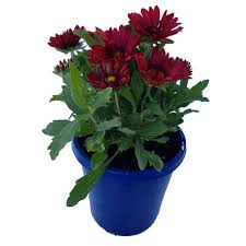 We did not find results for: 150mm Elite Torch Gaillardia Bunnings Warehouse Poplar Grove Organic Fertilizer Winter Garden