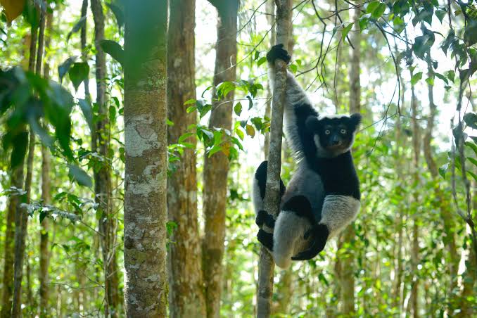 Not Enough Snakes in Your Nightmares? See 'Planet Earth II' - The New York  Times