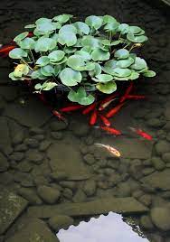 Front Yard Landscapes Japanese Garden Water Features In The Garden Goldfish Pond