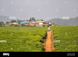 Image result for Carapa wohllebenii