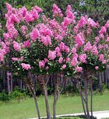 Check spelling or type a new query. Garden Flowers Crape Myrtle Crepe Myrtle Lagerstroemia Indica Photo Characteristics And Cultivation Growing And Description