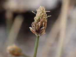 Image result for Eleocharis atropurpurea