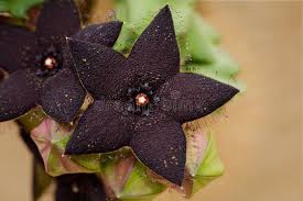 Image result for Orbea melanantha