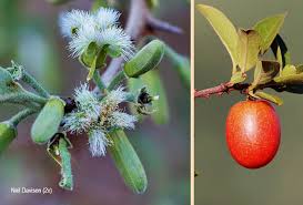 Image result for Ximenia afra