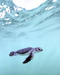 36 Amazing Sea Animals You Will Love Fallinpets Cute Baby Turtles Baby Sea Turtles Sea Turtle Facts