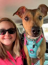 One year old shepherd mix lacks confidence and nips