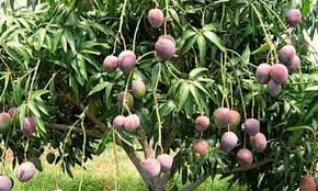 Lychees, longans, guava, loquats, fig trees are typically propagated by air layers/marcots. For Sales Grafted And Marcot Greenwood Nursery Facebook