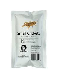 Nos grillons domestiques sont une alimentation de base pour vos reptiles. Petits Grillons Comestibles 5gr Format Economique Fourmiculture