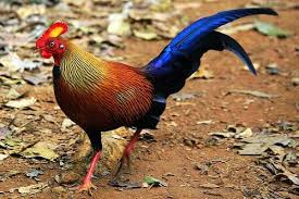 Ayam Hutan Sri Lanka Burung Cantik Ayam Binatang