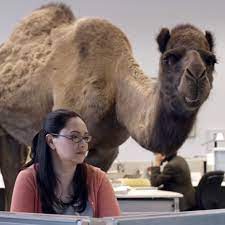 Hump Day Know Your Meme