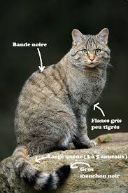 Les chats errants doivent être gardés dans des endroits éloignés de votre domicile afin qu'ils puissent rester calmes, ainsi ils se calment et se sentent en sécurité. Chat Sauvage Ou Chat Domestique Simplyscience