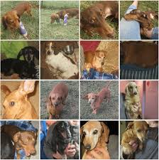 Unfortunately, adoption and application processing are significantly slowed at this time. Chapman S Dachshund Rescue