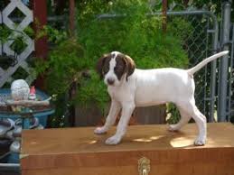The cost to buy an english pointer varies greatly and depends on many factors such as the breeders' location, reputation, litter size, lineage of the puppy, breed popularity (supply and demand), training, socialization efforts, breed lines and much more. Pointer Puppies In Washington Dc