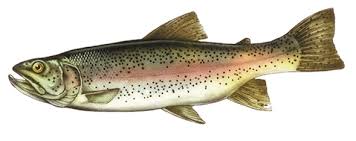 Die regenbogenforelle (oncorhynchus mykiss, früher fälschlicherweise: Forellenangeln Tipps Fur Erfolgreiches Forellen Angeln