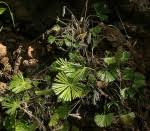 Image result for Actiniopteris pauciloba