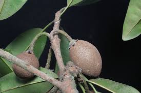 Image result for Manilkara