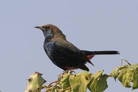 To learn more check out our blog: Indian Robin Wikipedia