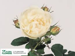 Maybe you would like to learn more about one of these? Rosa Tros Winchester Cathedral By The Piece Buy In New York City At A Bargain Price On Global Flowers